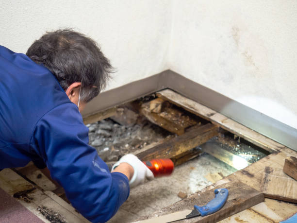 Mold Testing and Removal in Belzoni, MS