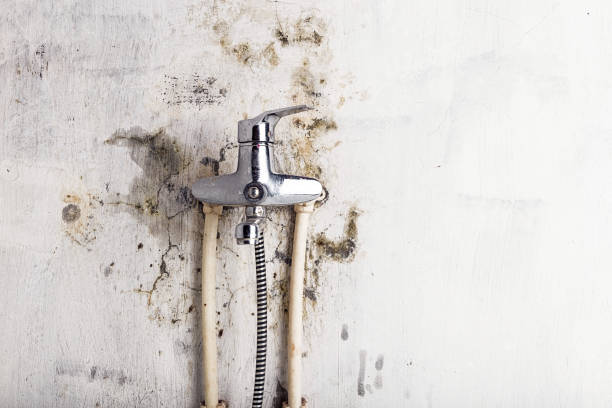 Best Mold Removal Specialists  in Belzoni, MS