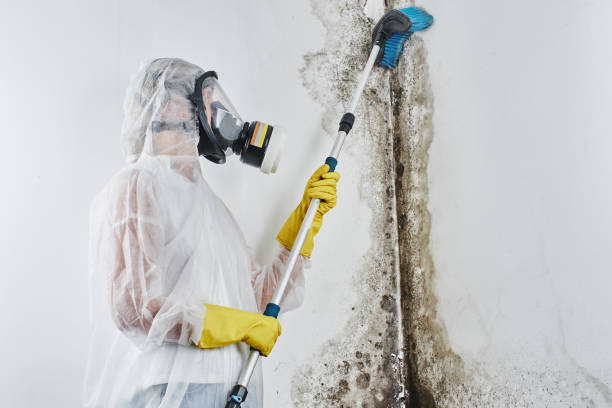 Certified Mold Removal in Belzoni, MS