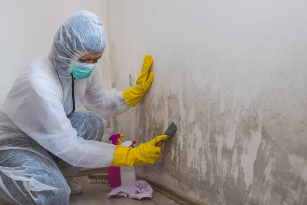 Best Certified Mold Removal  in Belzoni, MS