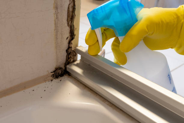 Best Residential Mold Removal  in Belzoni, MS