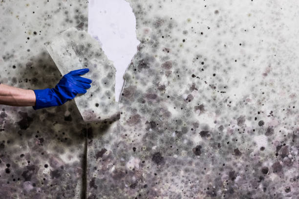 Best Attic Mold Removal  in Belzoni, MS
